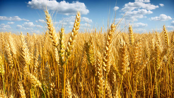 高蛋白，高知名度:为什么加拿大小麦对全球市场很重要
