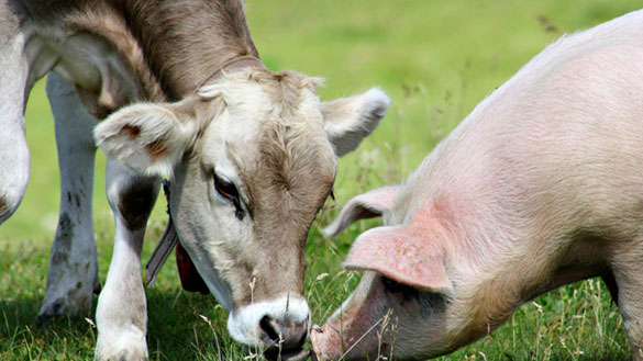 两个市场的故事:为什么猪和牛的未来看起来不同