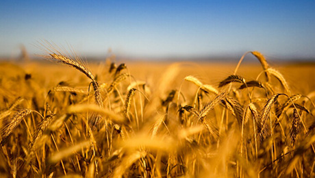 Institutional, Impact Investing Find Common Ground in Agriculture
