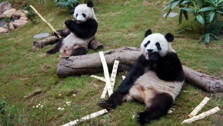 中国与保护：功夫熊猫拯救了地球